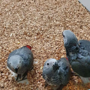African Grey Baby Parrots-(Males/Females)