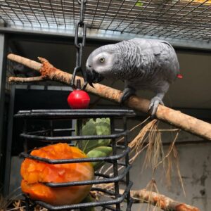 African grey for sale​