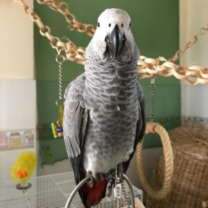 African grey parrots for sale​