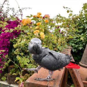 African grey parrots sale​