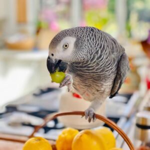 African grey parrot for sale​