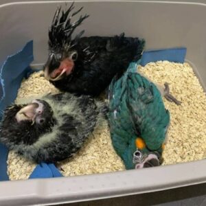 Black Palm Cockatoo Baby Parrots-Males-Females