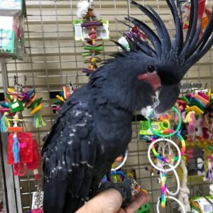 Black Palm Cockatoo Parrots-Males-Females