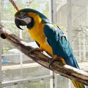 Blue And Gold Macaw Parrot-(Shavic)