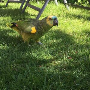 amazon parrot for sale