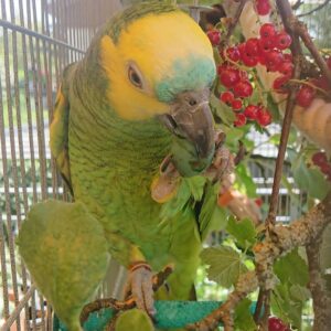 Blue fronted amazon parrot