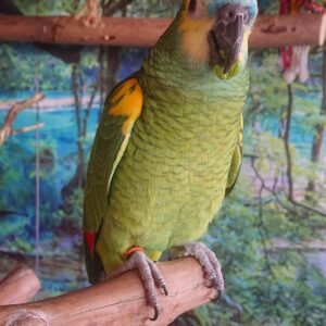 Blue Fronted Headed Amazon Parrots