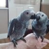 For sale african grey
