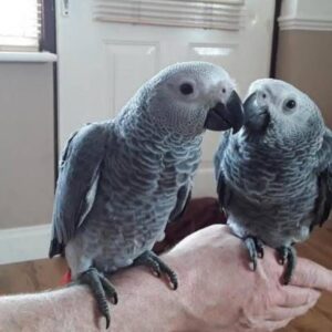 For sale african grey