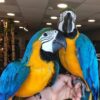 Breeding Pair Blue And Gold Macaw Parrots-Male & Female