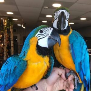 Breeding Pair Blue And Gold Macaw Parrots-Male & Female
