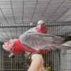 Breeding Pair Rose Breasted-Galah Cockatoo Parrots-Male & Female