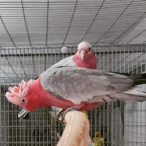 Breeding Pair Rose Breasted-Galah Cockatoo Parrots-Male & Female