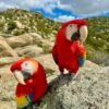 Breeding Pair Scarlet Macaw Parrots- Male & Female