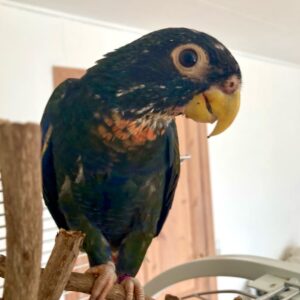 Bronze-Winged Parrot-(Petty)