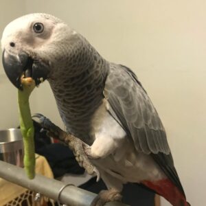 Congo African Grey Parrot for sale