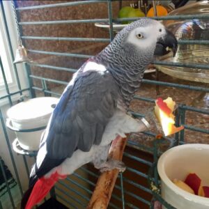 African grey parrots for sale