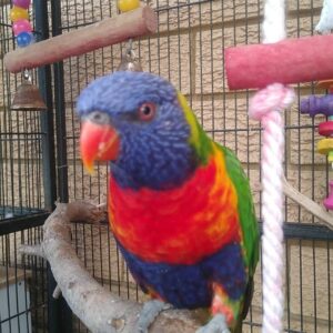 Rainbow Lorikeet Bird-(Didi)