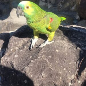 Double Yellow Headed Amazon Parrot