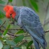 Gang Gang Cockatoo Parrot-(Jado)