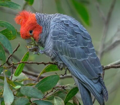 Gang Gang Cockatoo Parrot-(Jado)