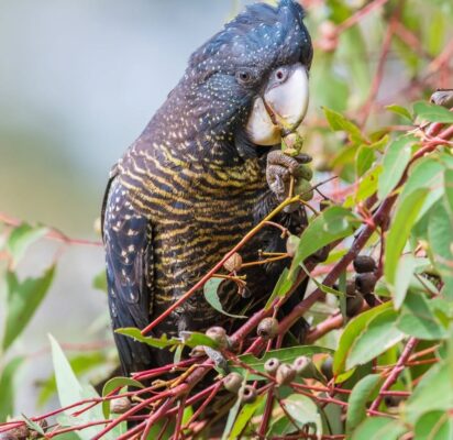 Gang Gang Cockatoo Parrot-(Zita)