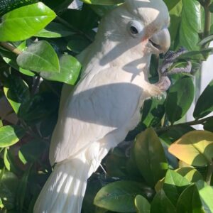 Goffin Cockatoo Parrot-(Sasa)