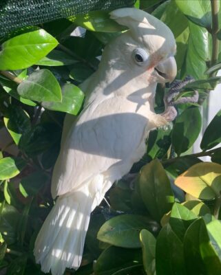 Goffin Cockatoo Parrot-(Sasa)