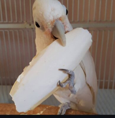 Goffin Cockatoo Parrots-Males-Females