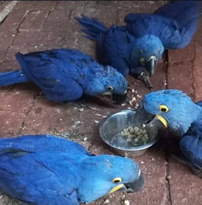 Hyacinth Macaw Baby Parrots-(Males/Females)