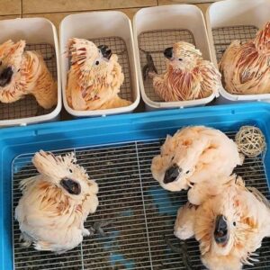 Moluccan Cockatoo Baby Parrots-Males-Females