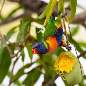 Rainbow Lorikeet Parrots-Males-Females