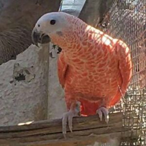 Red Factor African Grey Parrots for sale