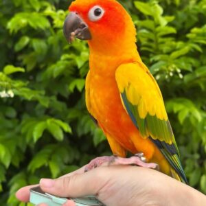 Sun Conure Parrot-(Maya)