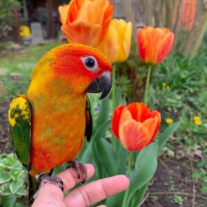 Sun Conure Parrots-Males And Females